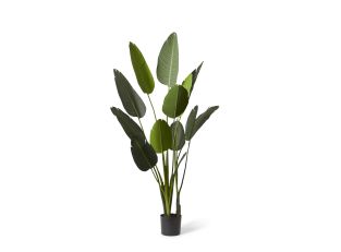 Bird of Paradise Potted Plant Green - 120cm x 120cm x 183cm color Green